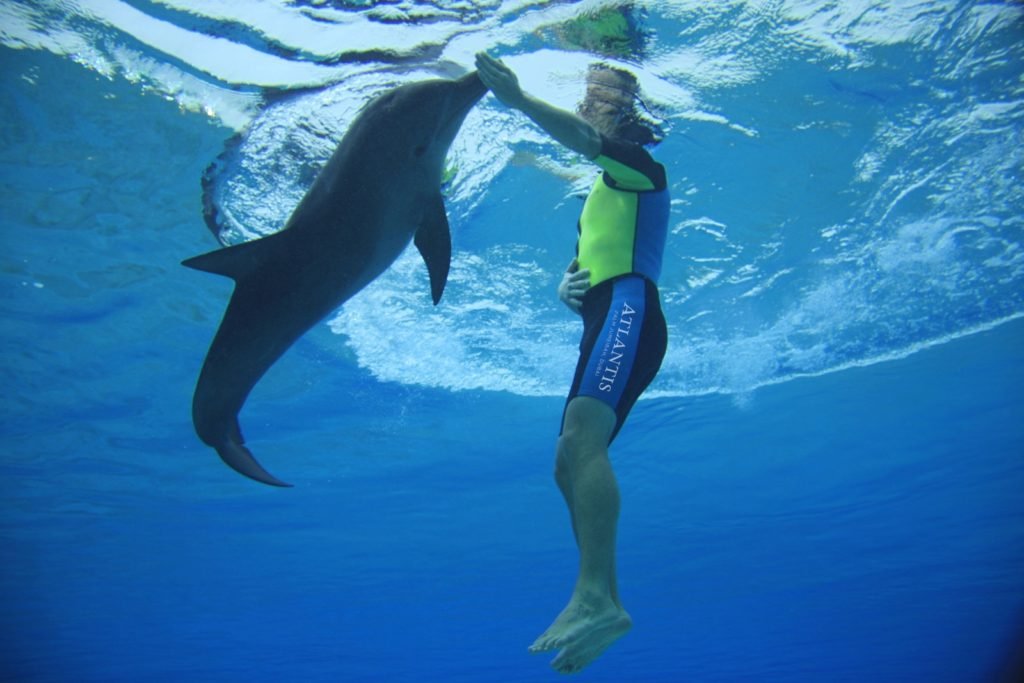 dolphin snorkeling