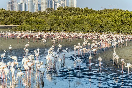 wetland reserve in Dubai