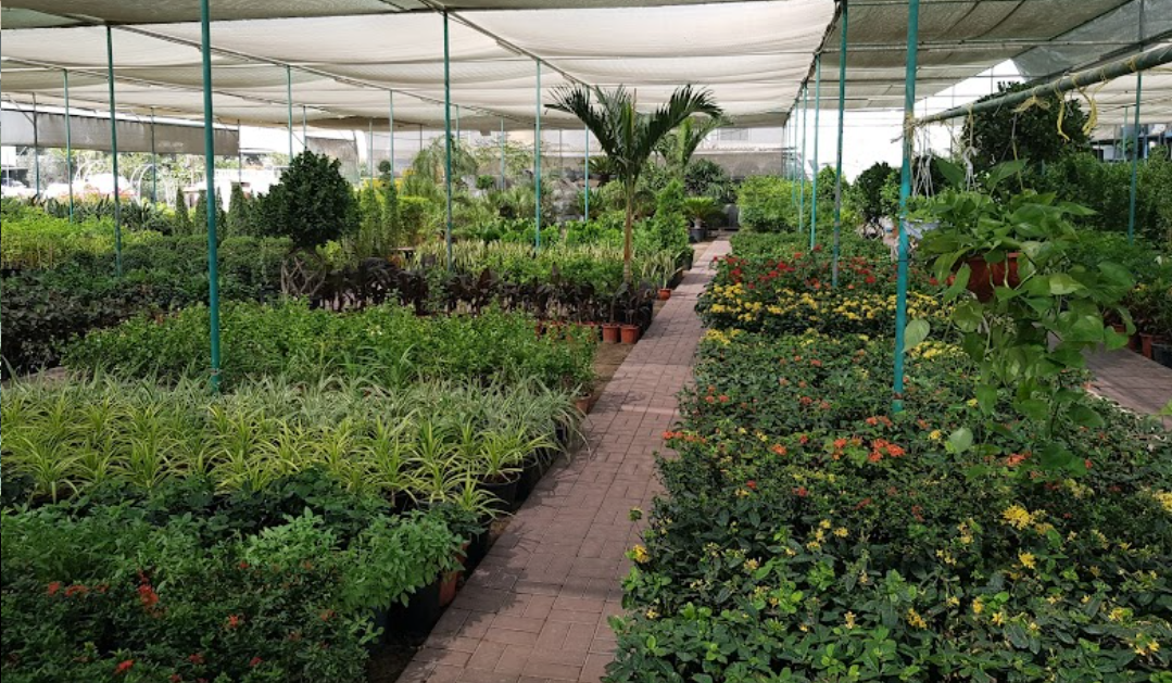 Al Warsan Plant Nursery 