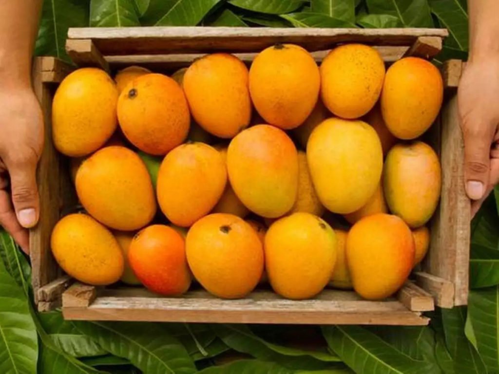 mangoes-in-indian-subcontinents