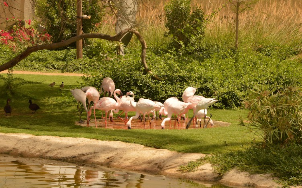 sharjah Safari Park Al Dhaid