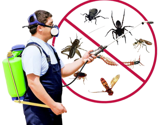 best pest control in Dubai