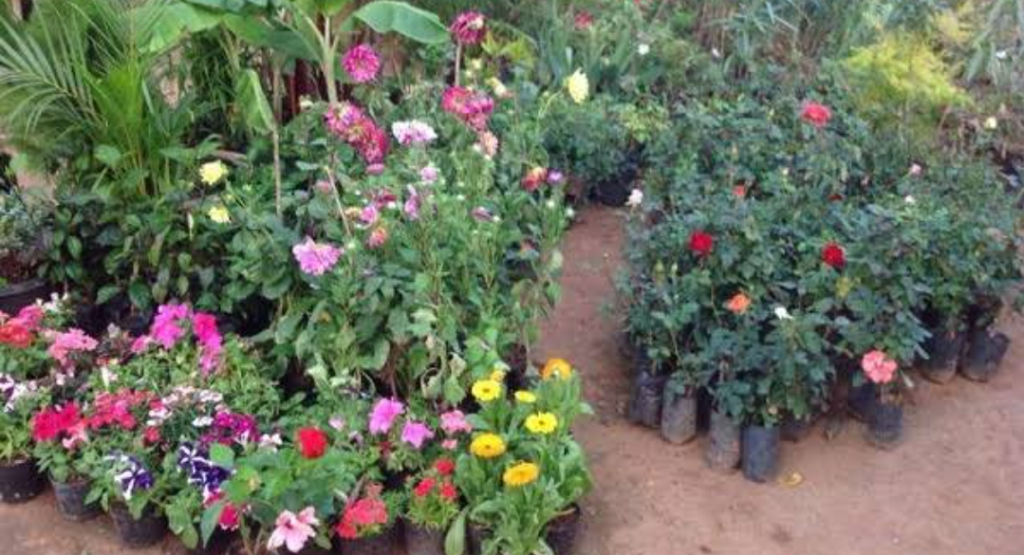 Top 10 Cactus and Succulent Plant Nurseries in Dubai for 2024