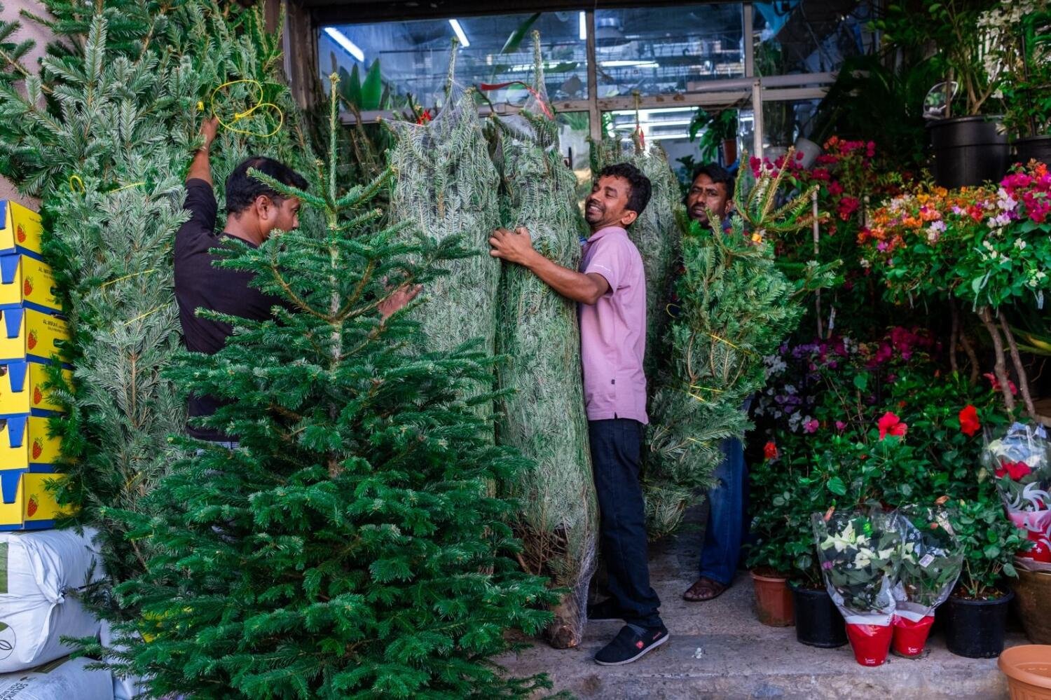 buy fresh and cheap christmas tree in dubai